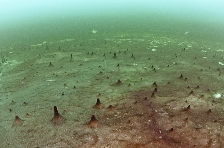The floor of Lake Huron, spotted with small mysterious mounds.